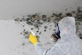 Best Black Mold Removal  in Highland, UT